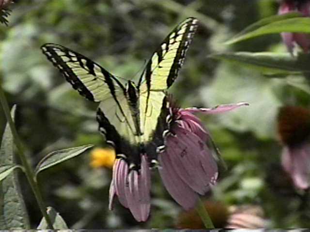 Butterfly on echinecea flower
