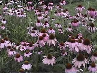 echinacea flower patch