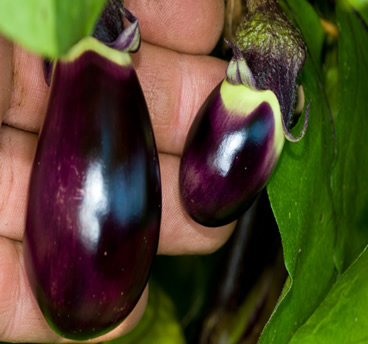 Eggplant