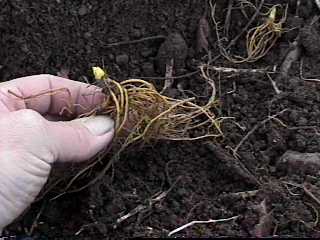 Planting goldenseal root