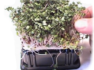 Harvesting Sprouts by gently pulling and wiggling them 