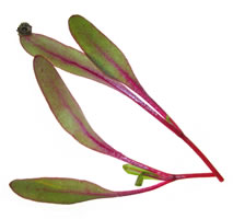 microbeet leaf